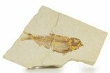 Detailed Fossil Fish (Knightia alta) - Wyoming #331070-1